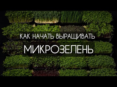 Как начать выращивать МИКРОЗЕЛЕНЬ/БЮДЖЕТНО/ДОМА #микрозелень