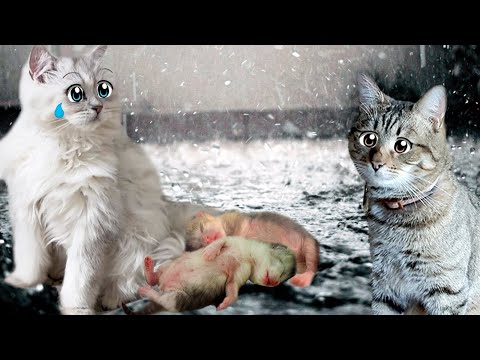 The kittens were born... not alive...