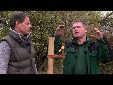 Pruning fruit trees - Part 2: Planting and pruning