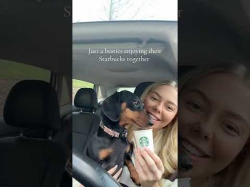 The best Starbucks date🫶🏼🐾 #starbucks #miniaturedachshunds #sausagedog #icecoffee #pupcup