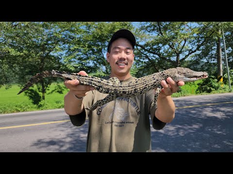 실제 상황입니다.. 우리나라에서 거대하게 커지는 야생 악어가 발견됐습니다...