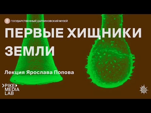 Онлайн-лекция Ярослава Попова "Первые хищники земли" | Дарвиновский музей