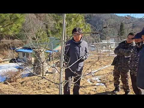후지2년차 낮게 키우는 사과나무 전정