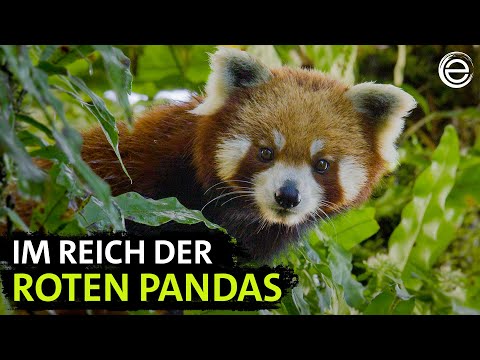 The Little Panda – Hidden in the Himalayas | Experience Earth