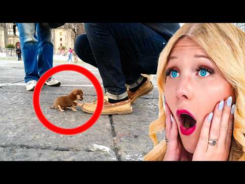 Cutest TikTok Animals!