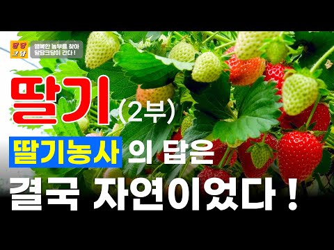 딸기 명인의 딸기재배 방법 농사 명인의 설향 딸기 키우기 (2부) 겨울철 환경관리