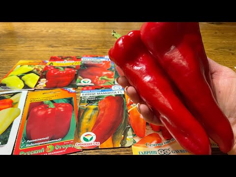 Самый УРОЖАЙНЫЙ и проверенный ПЕРЕЦ для нового сезона!
