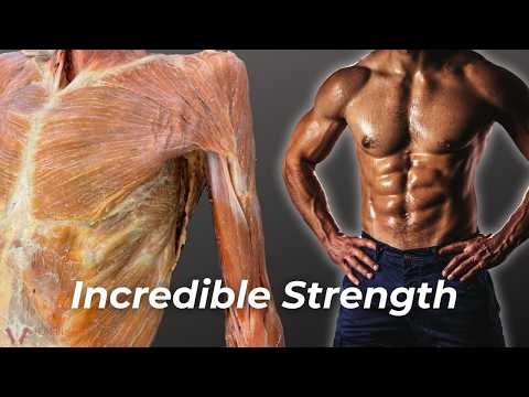 How the Body Builds Incredible Strength Without Getting Bigger
