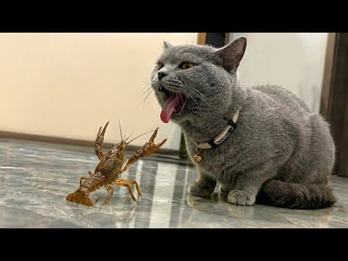 The Unstoppable Chaos of Cats and Other Animals with Their Insanely Clever Antics πΉ| Animal Videos π