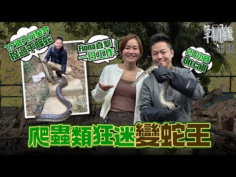 #米紙|捉蛇專家全行少於20人 17歲爬蟲類狂迷入行做蛇王 24小時oncall走遍全港攀山涉水捉蛇 最驚險慘被眼鏡蛇噴毒液入眼 Fiona直擊由捉蛇到即日野外放生完整過程 #筆記紙