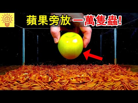他們將1萬隻蟲放到蘋果旁,結果10小時後返回時震驚了...