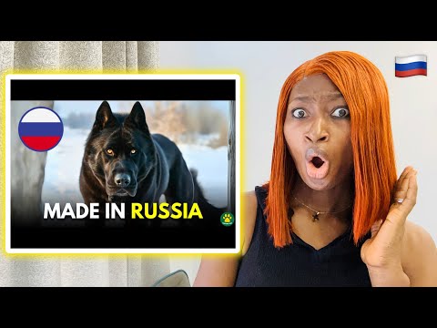 6 RARE Russian Origin Dog Breeds You Don't Know About (REACTION)