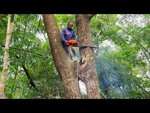 Cut down 2 hard trees quickly & easily‼️