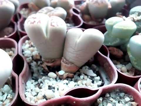 Полив взрослых литопсов. Lithops "drink"😊