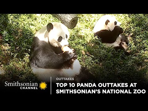 Top 10 Panda Cam Outtakes At Smithsonian's National Zoo πΌ Smithsonian Channel