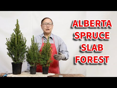 Creating a beautiful Alberta Spruce bonsai forest on a slab rock with cheap nursery stock.