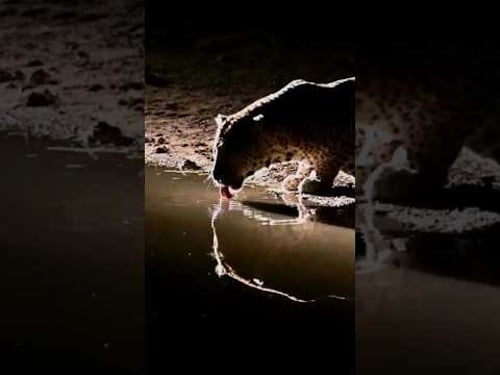 Fish Gives Leopard a Fright