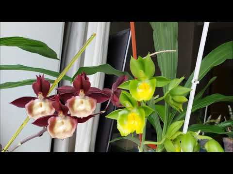 Sowing seeds of catasetum at home. Easily? Difficult! But interesting!