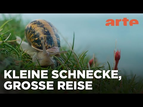 Jetset, die weite Reise einer Weinbergschnecke | ARTE Fernweh
