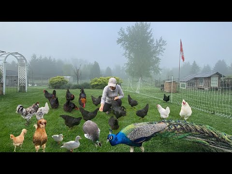 A Peaceful Day on the Organic Farm: Caring Pets, Fulfill Chick & Egg Orders, Harvest & Making Meals