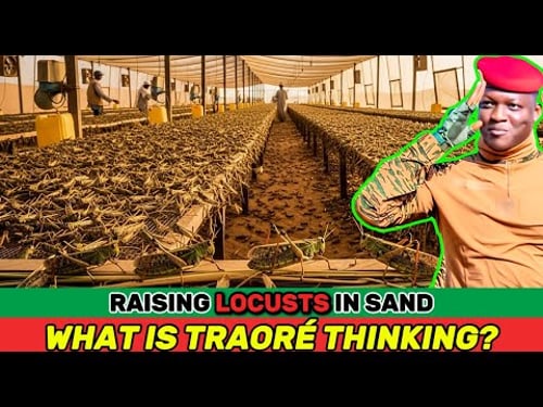 What’s REALLY Behind Traoré’s Plan to Farm Millions of Locusts to Rebuild the Sahel Desert?