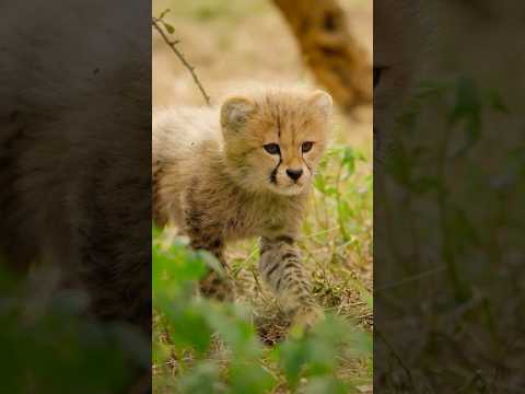 Now that's a power play. #BornToBeWild — Now Streaming