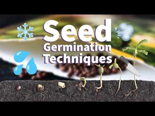 🌱 Seed Germination Techniques: Soaking, Scarifying, Stratifying, and Smoking