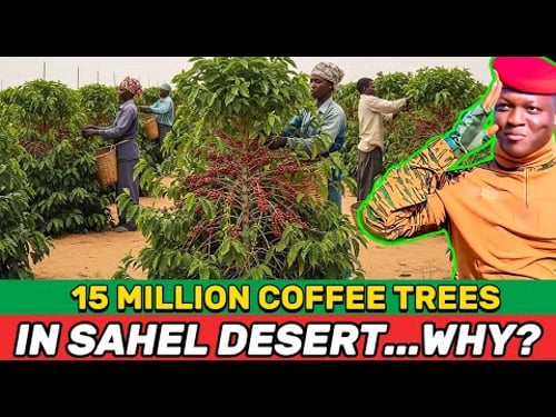 What Really Lies Behind the “15 Million Coffee Trees” Plan in the Sahel?