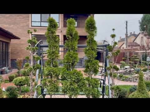 We're living without light, and I'm cutting my trees! How has the second Thuja "SMARAGD" changed?