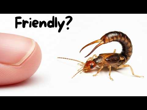 I Got a Pet Earwig and Built it a Home