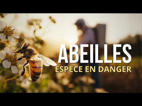 Les abeilles disparaissent… nous pouvons encore agir