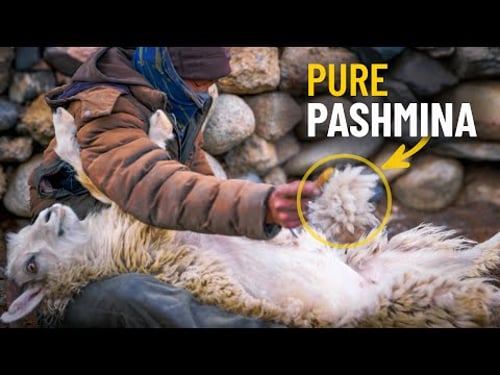 How Pashmina/Cashmere Wool is Produced | A Himalayan Herder Explains