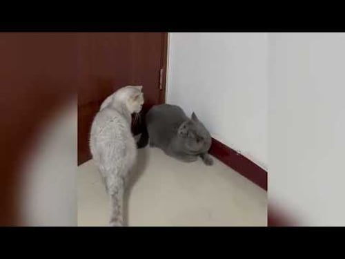 Lustige Tiere, die Freude in deinen Tag bringen ♥