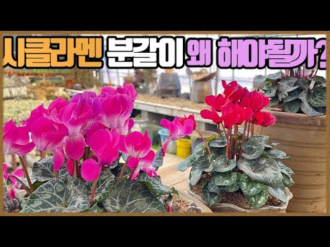 시클라멘 분갈이 해야되는 이유
