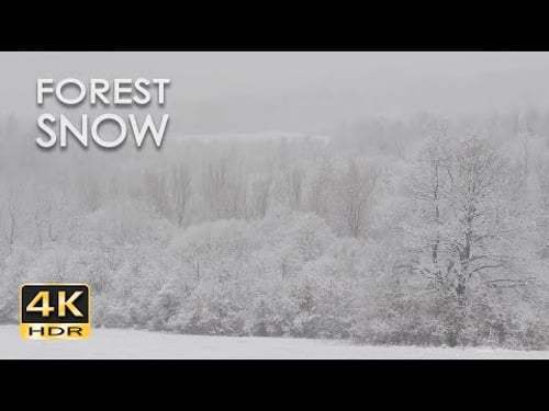 4K HDR Forest Snow - Peaceful Snowing - Relaxing Winter Ambiance - Heavy Snowfall - Snowy Trees