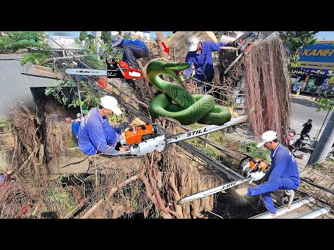 Nhóm Thiện Nguyện Chúng Tôi Cưa Cây Xanh To Khủng Bất Ngờ Có Rắn Độc Bò Ra (phần Cuối)