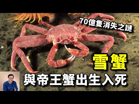 隨帝王蟹四處入侵,卻在原產地神秘消失,70億隻阿拉斯加雪蟹,到底去哪了?【老肉雜談】#動物 #海鮮 #螃蟹 #雪蟹 #crab