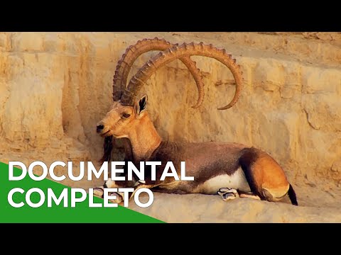 Milagros de la Naturaleza, Episodio Triple 10-13 | Free Documentary Nature - Español