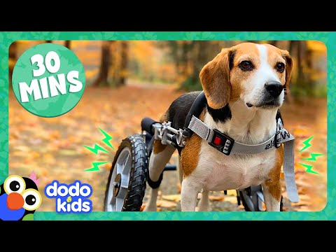 30 Minutes Of Dogs And Cats Being Ridiculous And Cute | Dodo Kids | Animal Videos For Kids