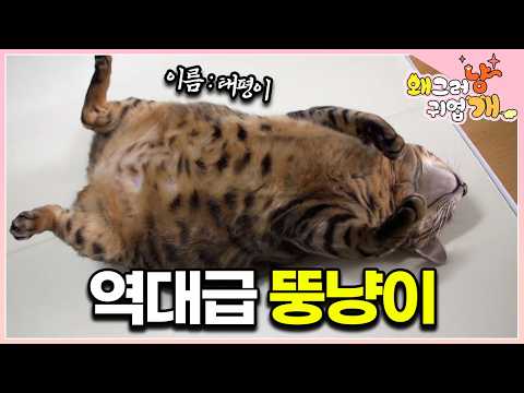 What was so delicious..🥲 Super-obese fat cat Taepyeong! Veterinarian Na Eung-sik panicked while s...