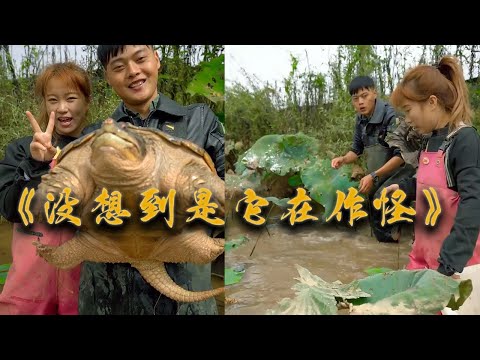 【南豐兄弟捕魚VLOG】龍蝦老板家塘裏莫名其妙翻了很多魚,沒想到是它在作怪…