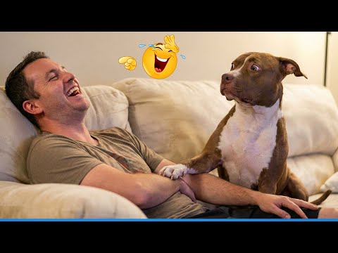 You Will Die Laughing At These Dogs 😹🐶 The Funniest Dog Moments Compilation 🐾