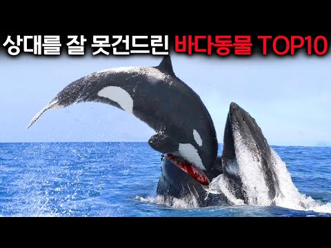 상대를 잘 못 건드린 바다동물의 끔찍한 결말