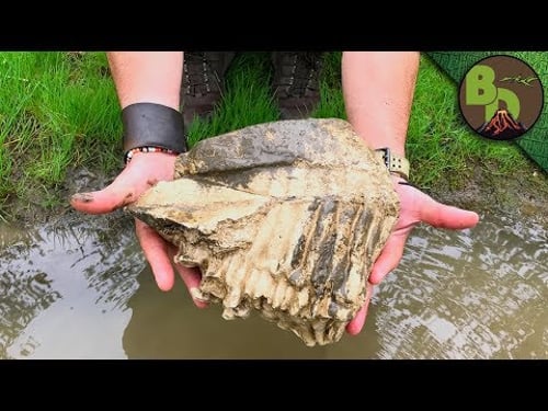 Did We Find a MAMMOTH TOOTH?!