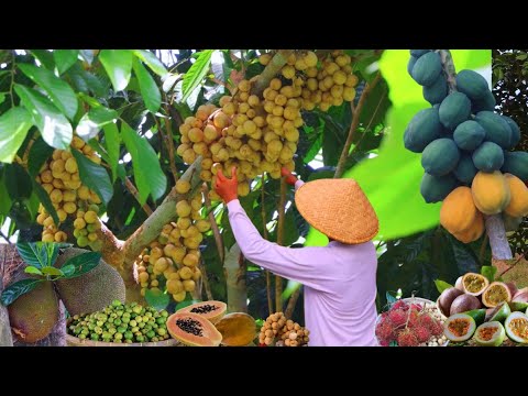 Fruits In The Countryside—Remember Those Fruits We Used To Climb & Pick As Kids? Lanzones, Guava...