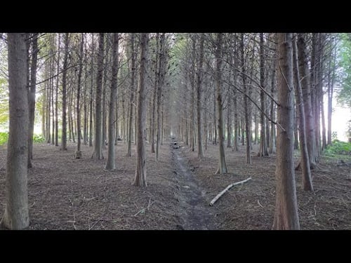 Visiting the Bade Bald Cypress Forest!
