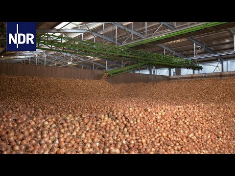 The onion: A superfood from the north | How does that work? | NDR Documentary