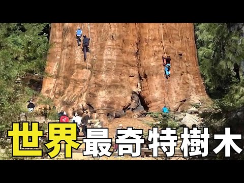 世界最奇特的十三顆樹木,你一定沒見過!