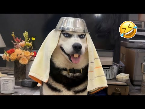 Best of Funny Animals 2025 😹🐾 | Non-Stop Laughs Guaranteed! #2