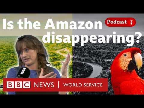 What's being done to save the Amazon rainforest? - What in the World podcast, BBC World Service